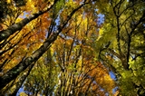 Autumn Trees in Oregon